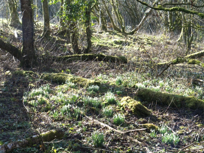 Sheets of Snowdrops in flower opposite the stone bridge