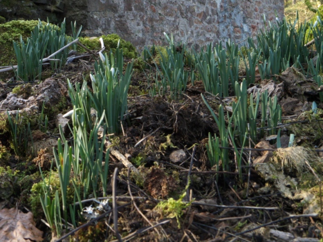 Snowdrops at Keepers Cottage