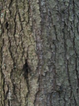 Larch Bark - tree near the entrance of Harridge West