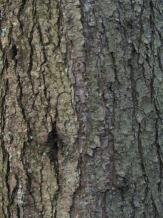 Larch Bark - tree near the entrance of Harridge West