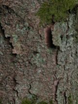 Norway Spruce Bark - near Harridge West entrance