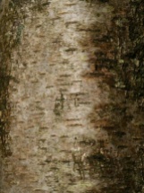 Silver Birch Bark - near the Dew pond