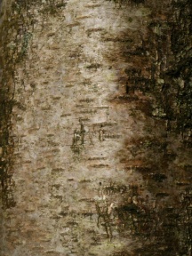 Silver Birch Bark - near the Dew pond