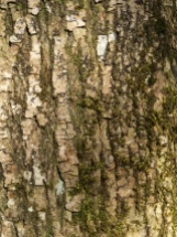 Bark of an old Ash Tree near stone bridge