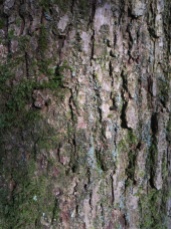 Oak Bark - A Medium sized tree near the stone bridge