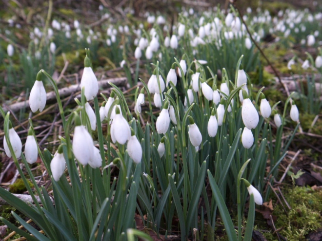 Groups of Snowdrops