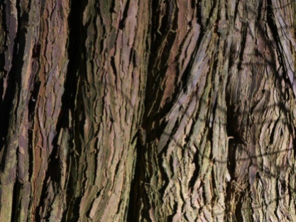 Western Red Cedar Bark