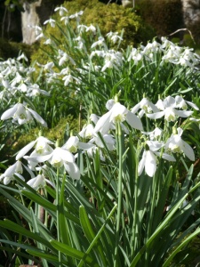 Carpets of Snowdrops cover the northern slops at this end of Ashwick Grove