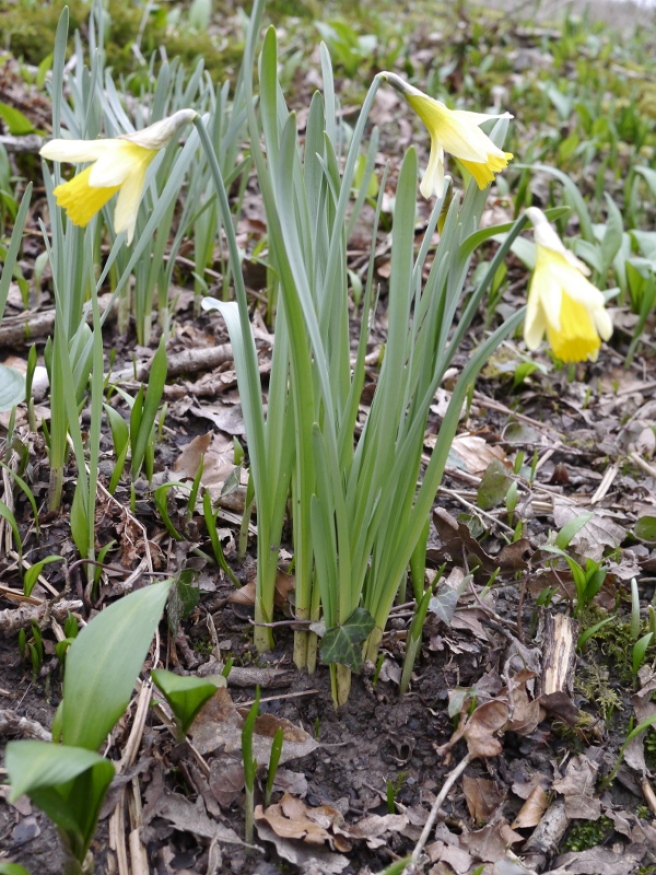 One of several groups of Wild Daffodil in Ashwick Grove