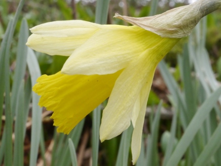Wild Daffodil in full flower at the top of Ashwick Grove