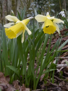 Is it a mouse that is eating the bottom of the flowers of the Wild Daffodils
