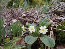 Primroses in flower amongst Snowdrops, Wild daffodils and probably Bluebells latter