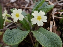 First of the Primroses in a Woodland setting