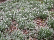 This Sheet of Snowdrops is approx. twice the size framed here in Ashwick Grove