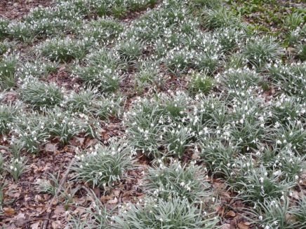 Sheets of Snowdrops in Ashwick Grove
