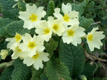 Primroses in Grassland, with far more flowers than those in woodland