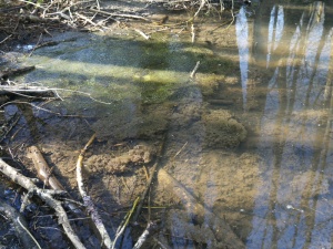 Large clump spawn at one end of the pond