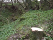 Side of the quarry covered in Ramsons