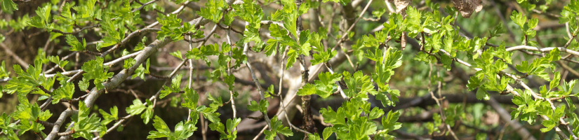 Hawthorn leaves
