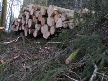 The timber is stacked waiting extraction, while the brashings are mostly left where they fell