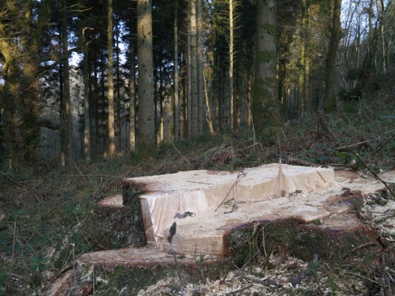 The felled conifers, open up larger areas for the canopy, letting in sunlight to the ground flora