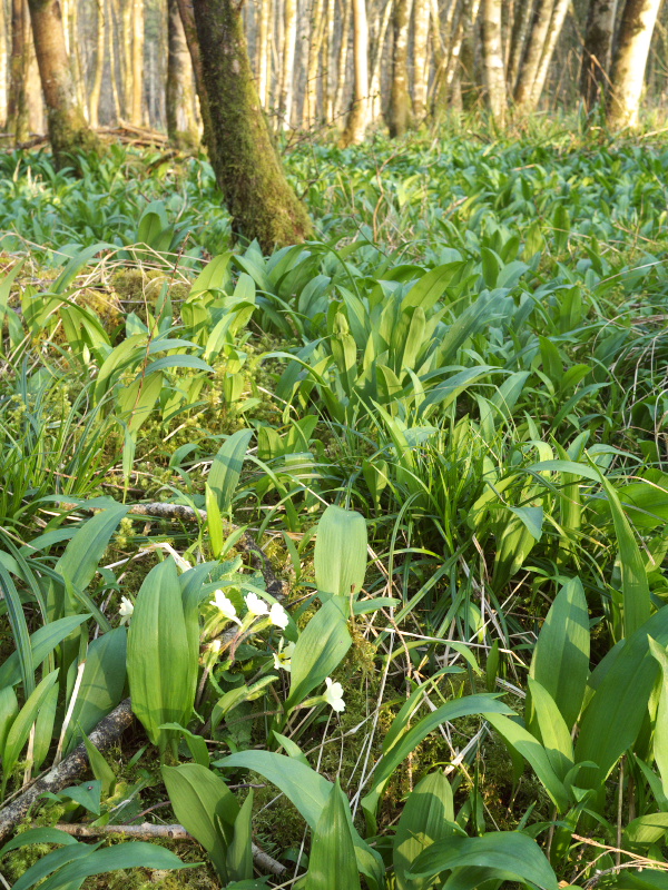At this time of year the Ramsons almost form an entire carpet, almost ...