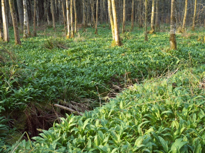 Carpets of Ramsons go right up to the edges of the ditches