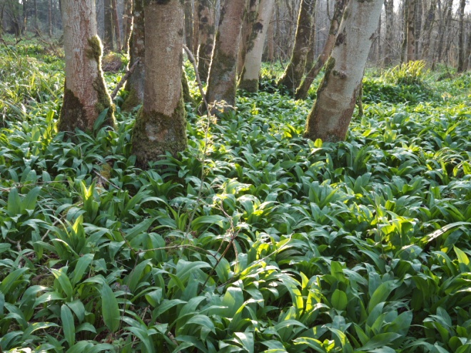 Shafts of the setting sun through the Ash coppice onto the Ramsons