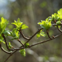 Fresh green of Hawthorn leaves