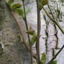 New leaves of Silver Birch