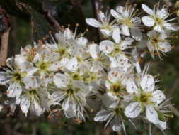 Blackthorn flowers