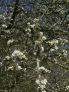 Blackthorn shrub