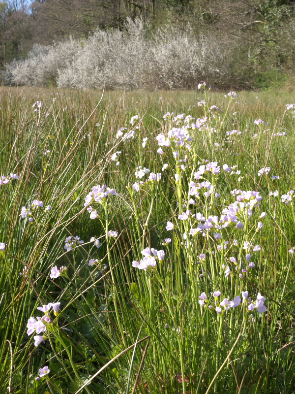Wetland meadow near Benter