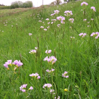 Cuckoo Flower is also known as Lady's Smock