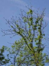 A typical example of Ash dieback