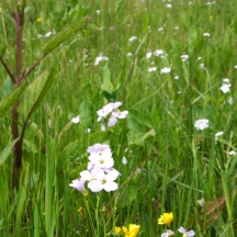 Cuckoo Flower (Cardamine pratensis) seems a bit latter and less flowers than previous years