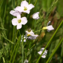 Cuckoo Flower (Cardamine pratensis) in a wet Benter Meadow
